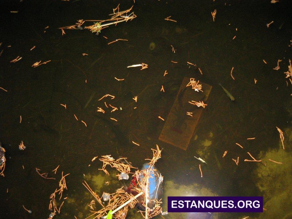 peces estanque grandes
