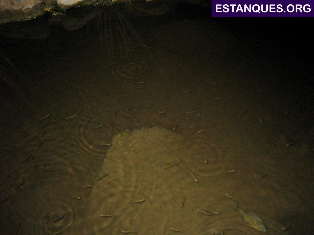 peces gambusias estanque