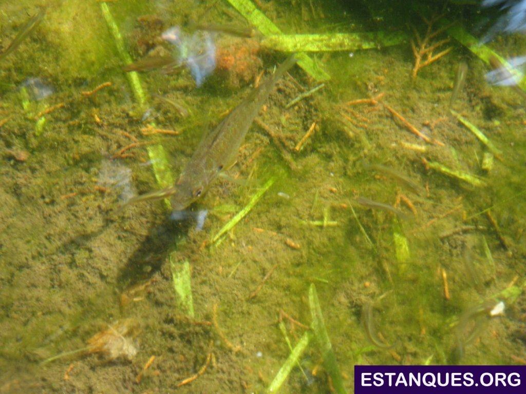 perca sol estanque