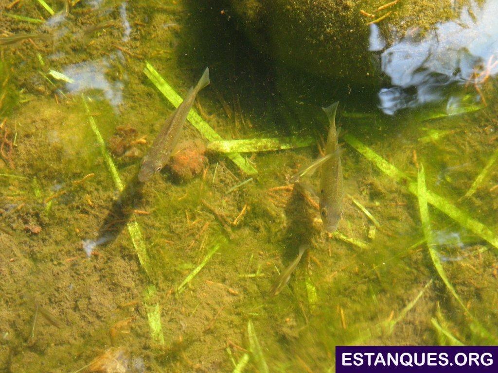 lepomis gibbosus perca