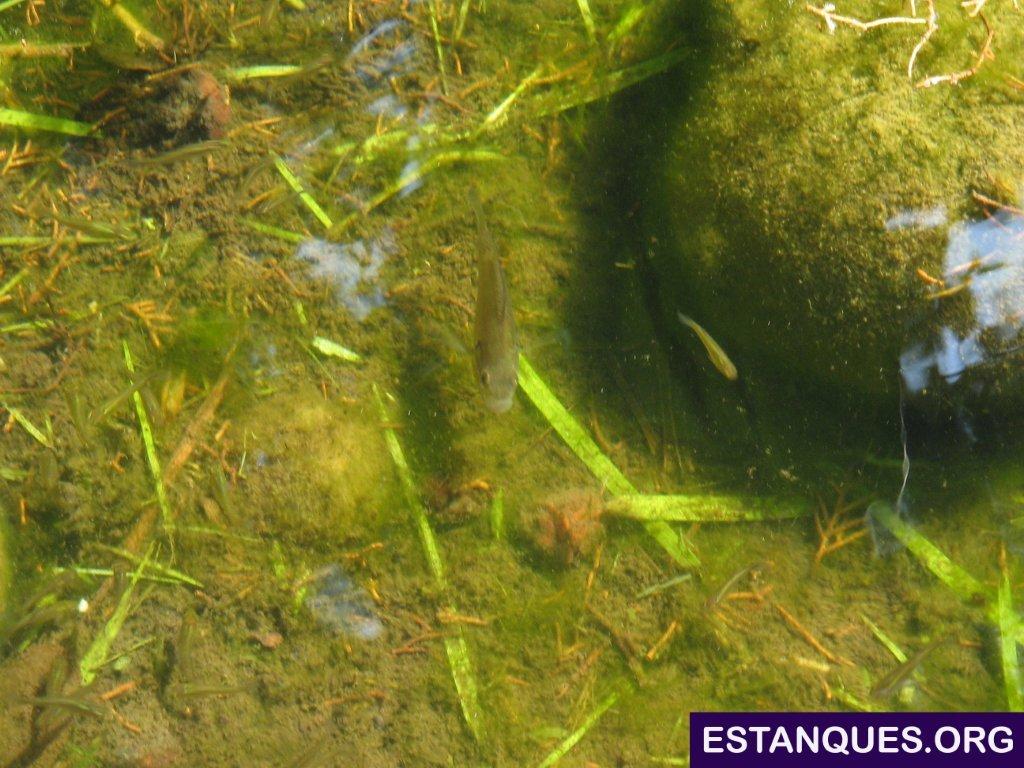 pareja lepomis gibbosus