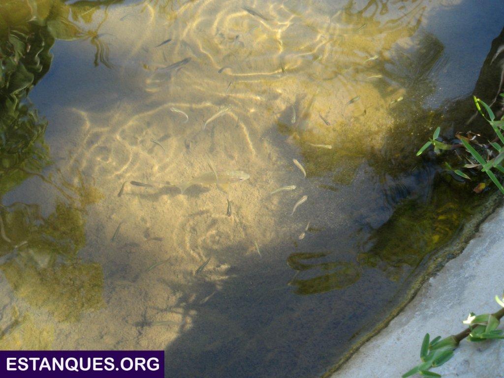 peces estanque jardín