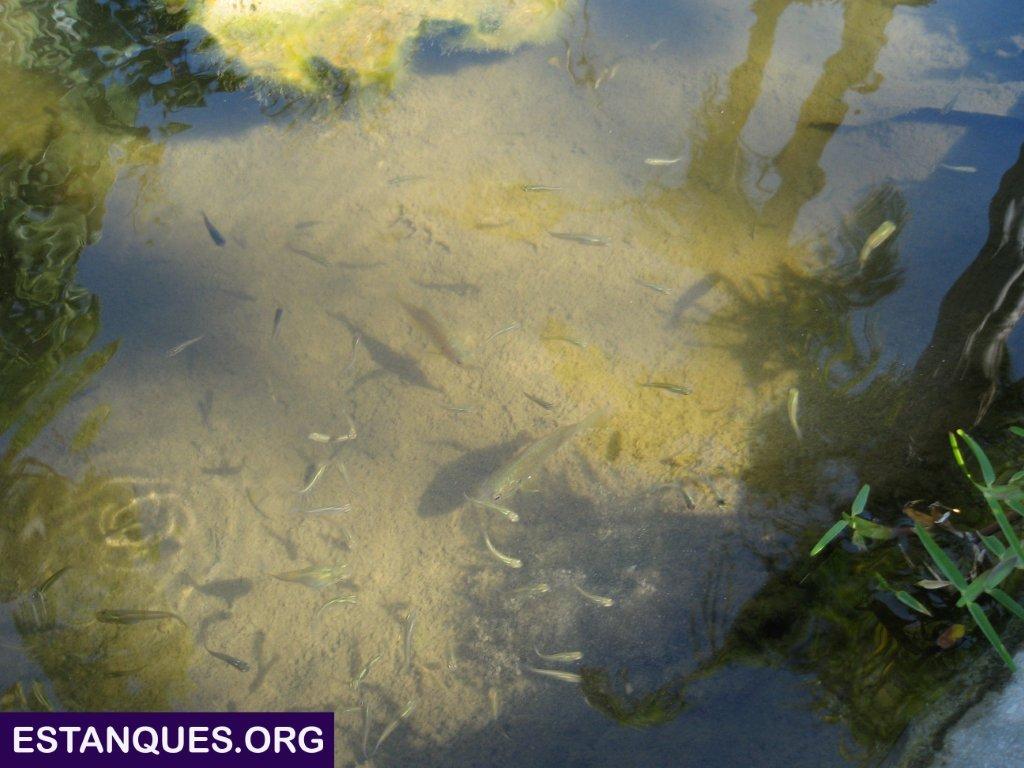 plantas peces estanques